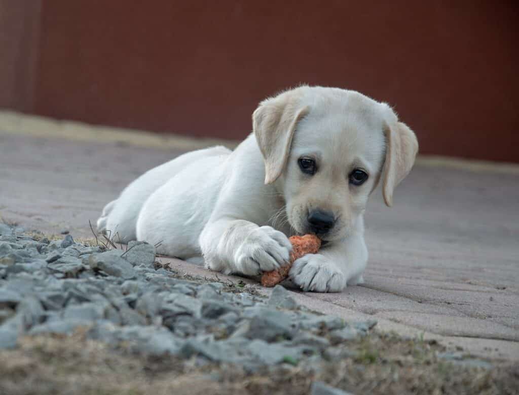 what happens if dog eats hot food