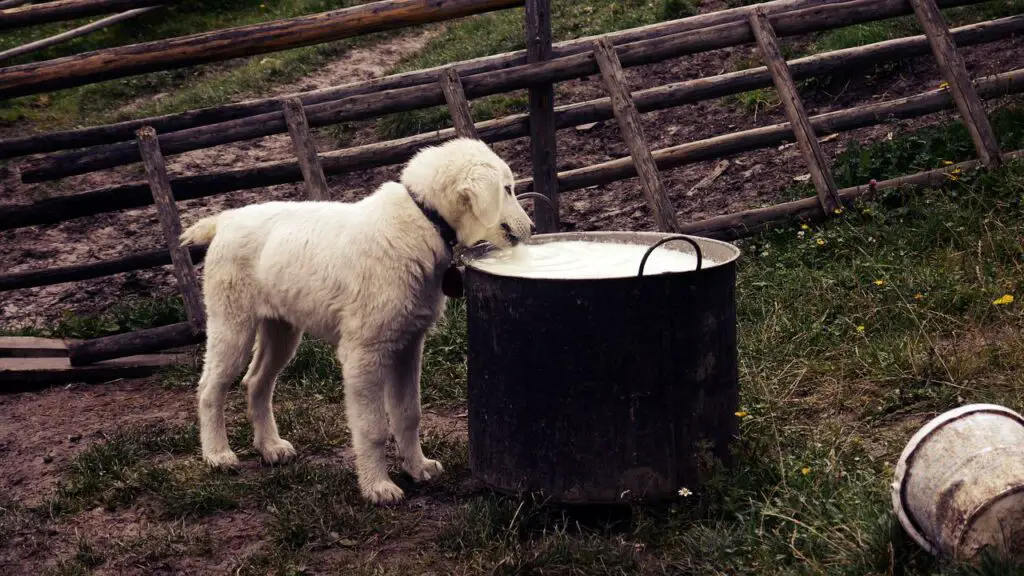 Can dogs have cornstarch?