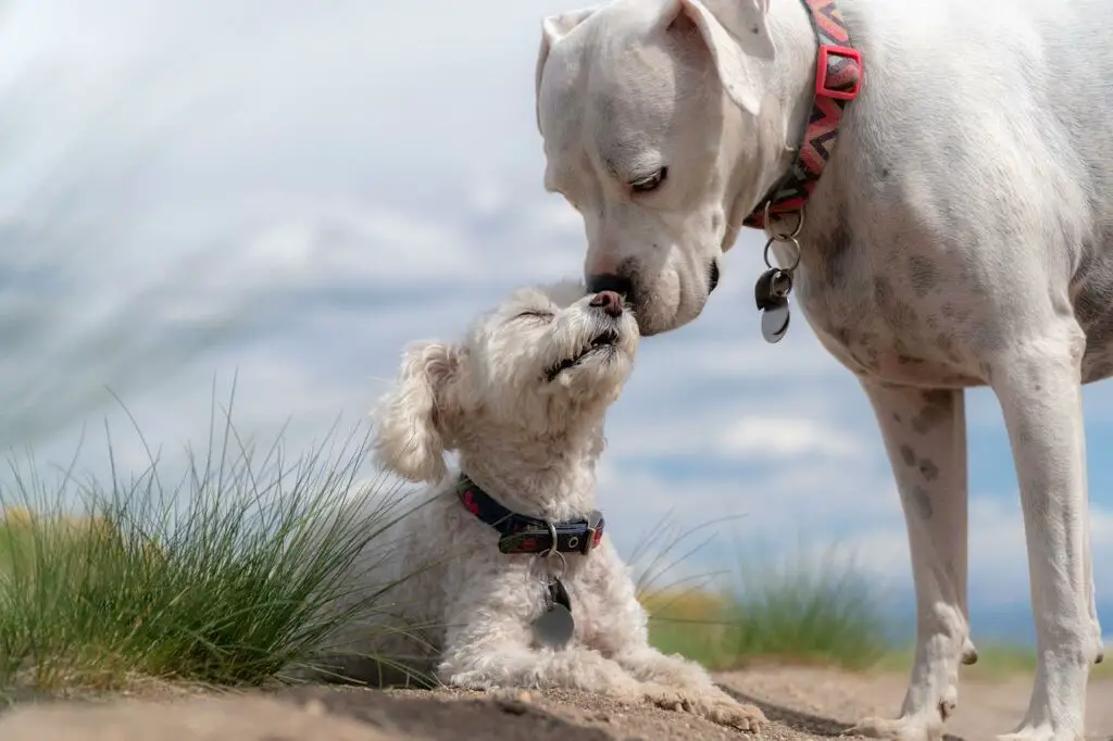 Can dogs drink fruit punch?