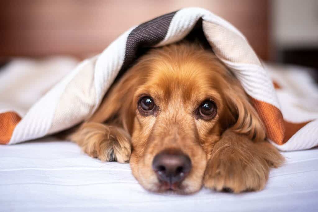 can olive oil cause pancreatitis in dogs