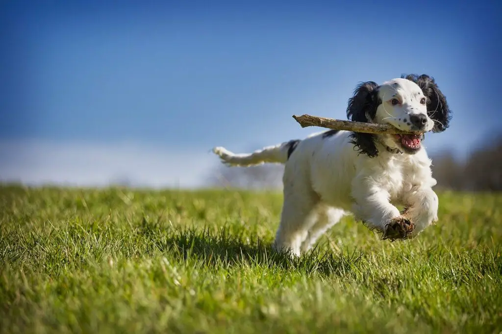 Can Dogs Eat Raw Bacon?