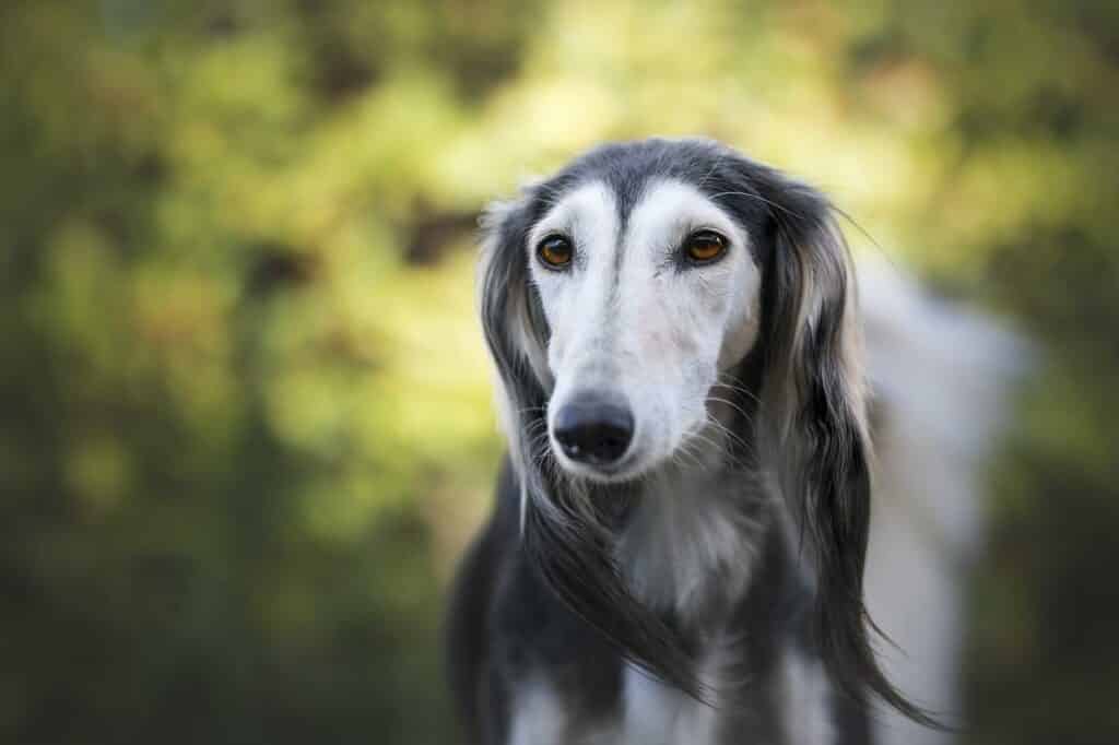 greyhound shedding a lot