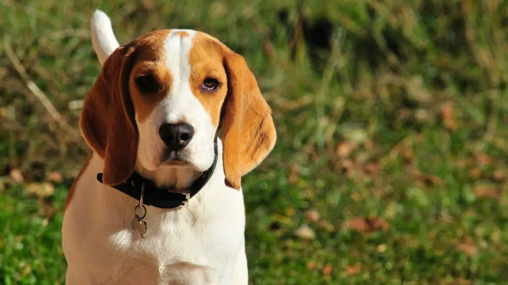 How Fast Can a Beagle Run?