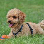 Do Poodles Shed? Debunk The Mystery
