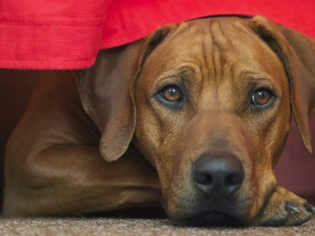 Does A Rhodesian Ridgeback Shed