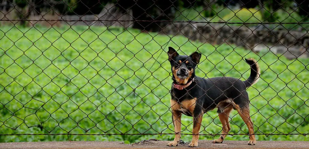 Are Apricots Good For Dogs