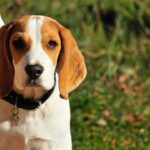 Are Beagles Noisy?
