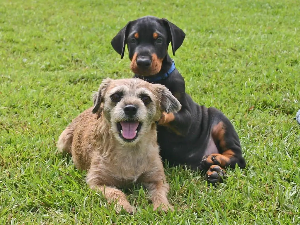 Can Dogs Drink Dirty Water