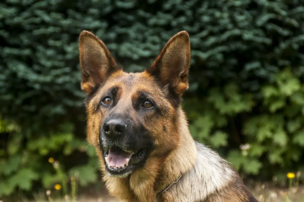 are baked beans good for dogs