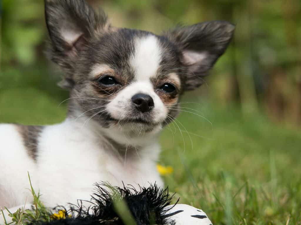 Can Dogs Eat Peanut Butter With Nuts