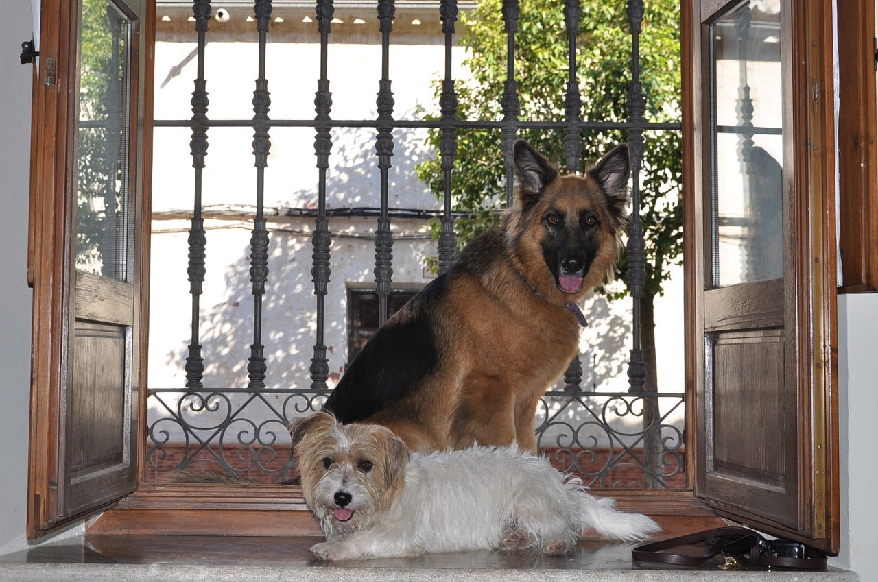 Can Dogs Eat Pig Liver?