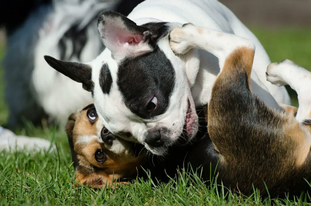 Can Dogs Eat Turmeric