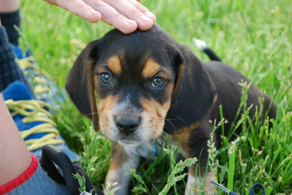 Can Dogs Eat Wheatgrass