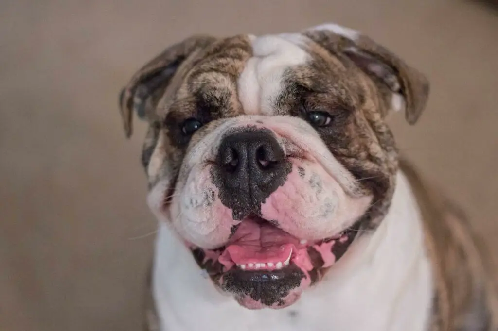 are bananas good for the olde english bulldogge