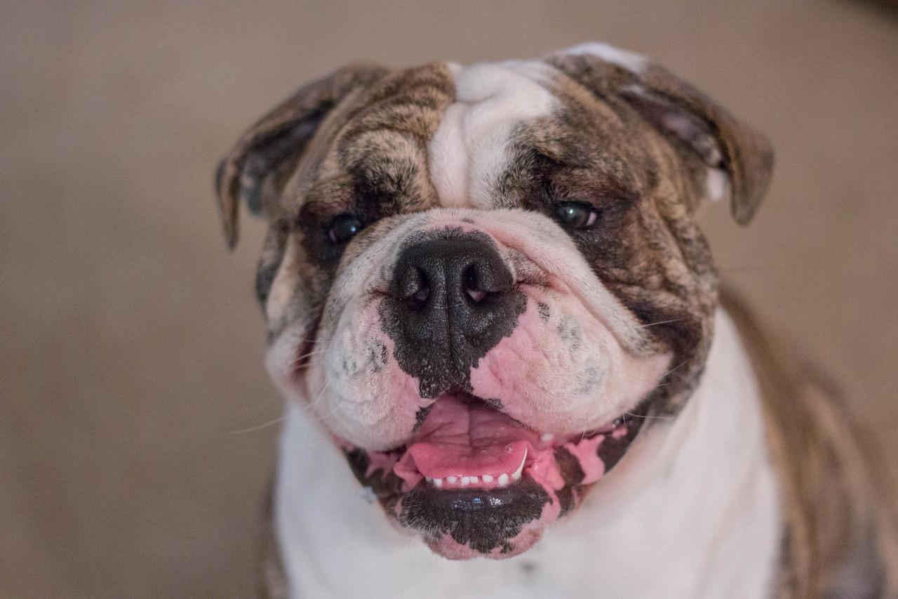 Can English Bulldogs Eat Bananas can-english-bulldogs-eat-bananas