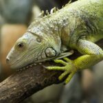 Iguana Nutrition: Can Iguanas Eat Oranges?