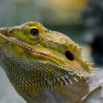 Can Iguanas Eat Radishes?