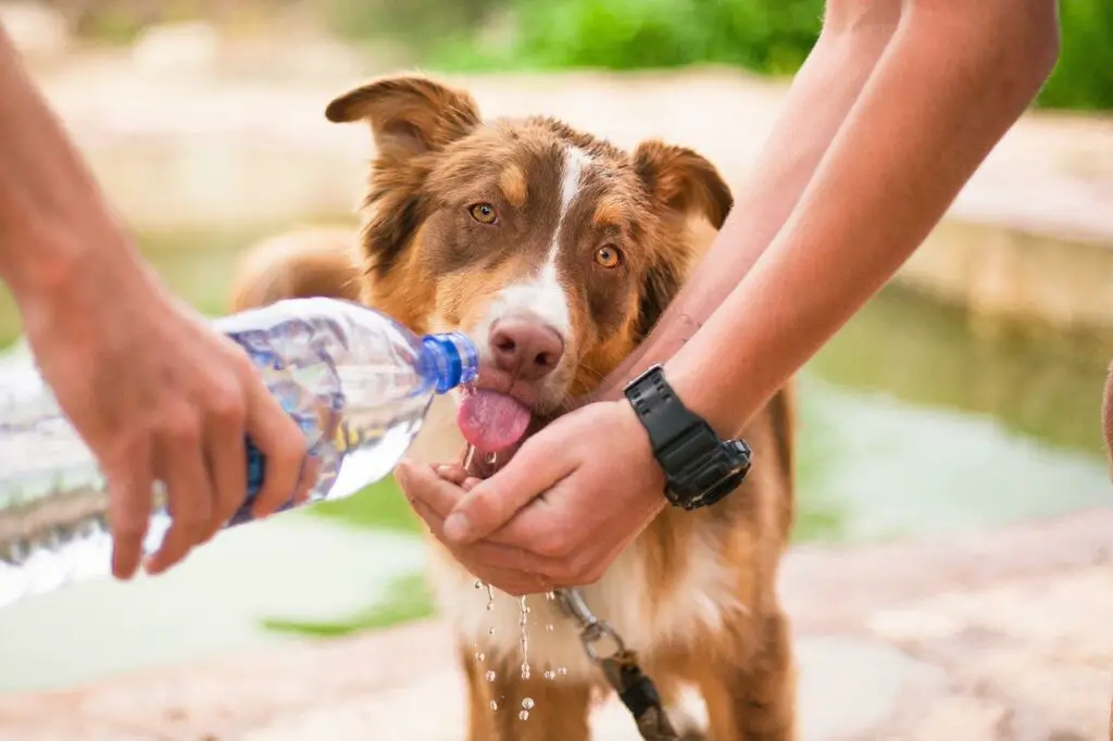 Can dogs drink coffee with milk