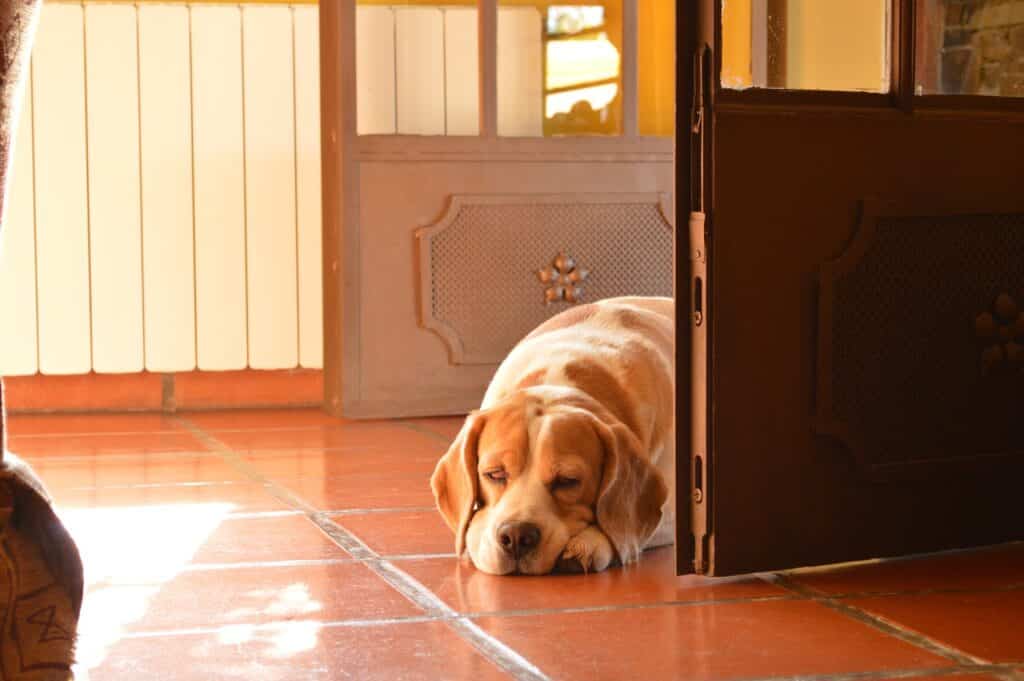 Can dogs drink filtered water