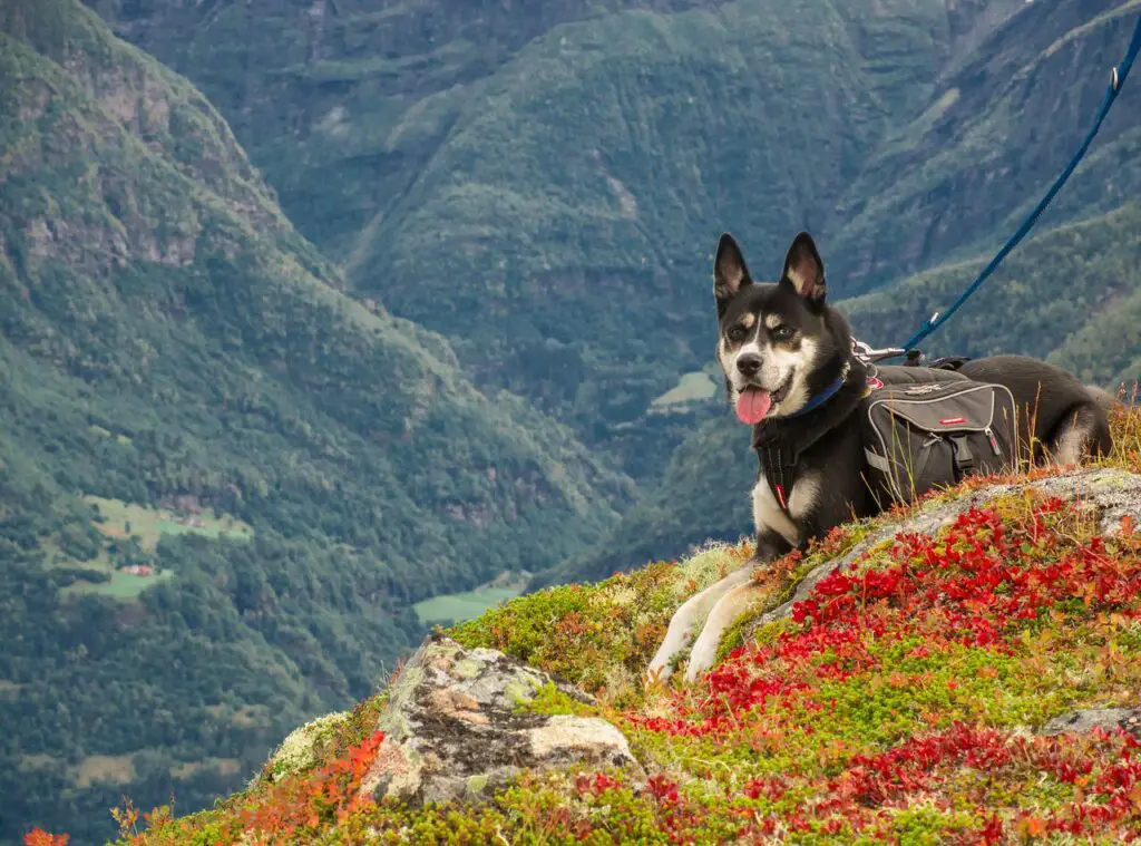 Can dogs drink kefir