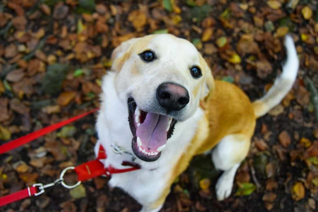 Can dogs eat green apples