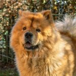 What You Need To Know About A Chow Chow Barking 