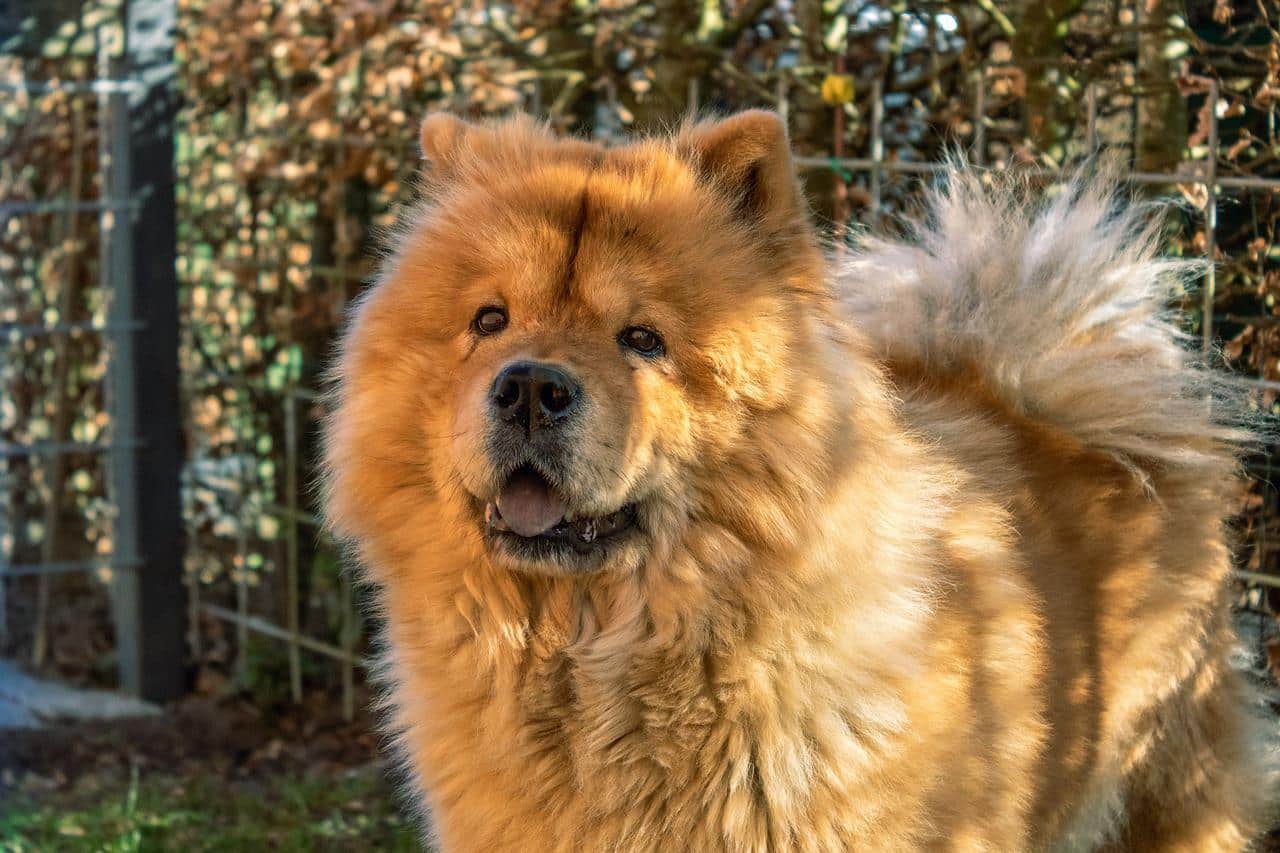 do chow chows bite