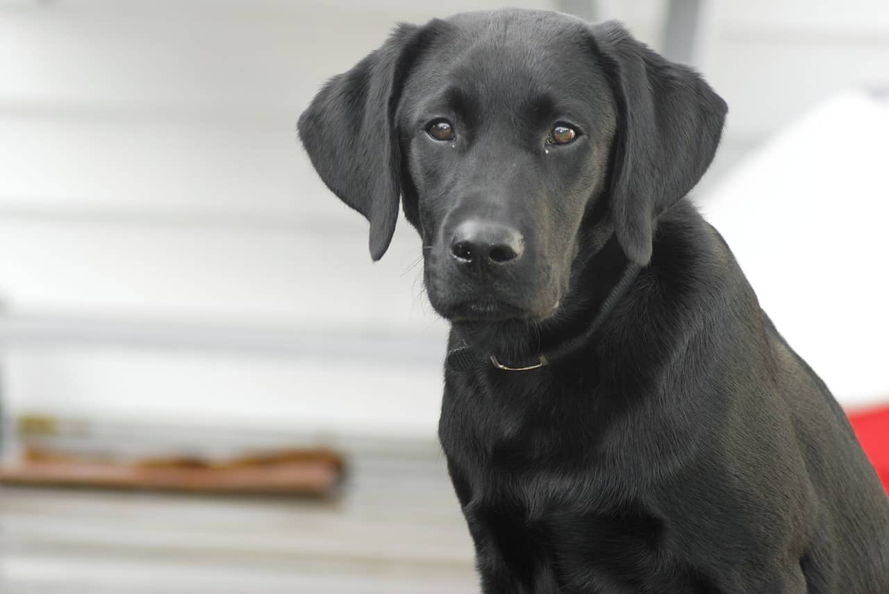 are labrador retrievers shedless