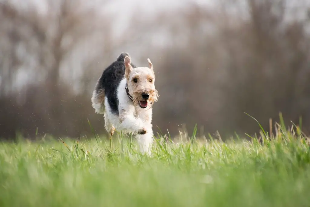 Do Norwich Terriers Shed