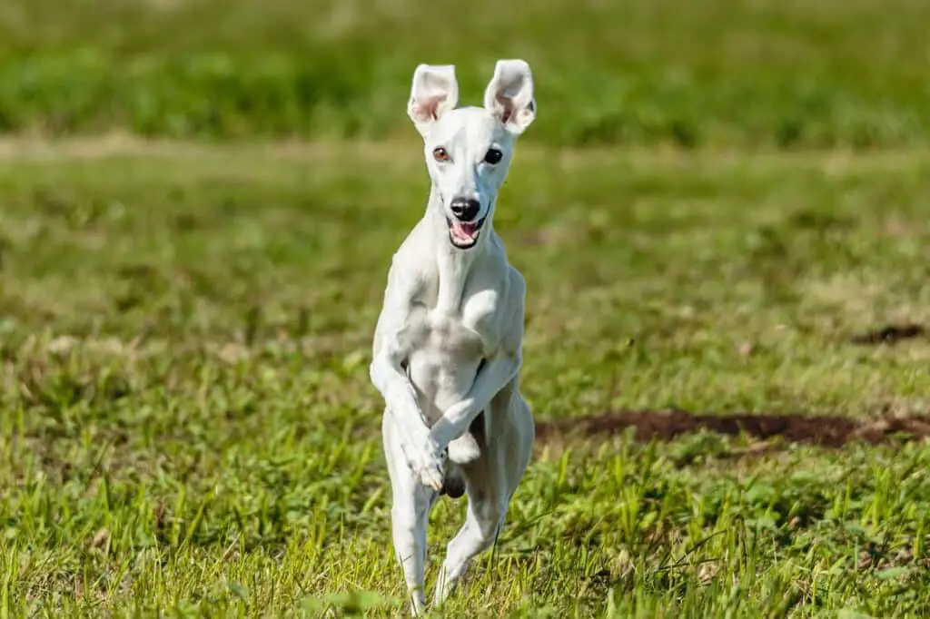 Do Whippets Bark