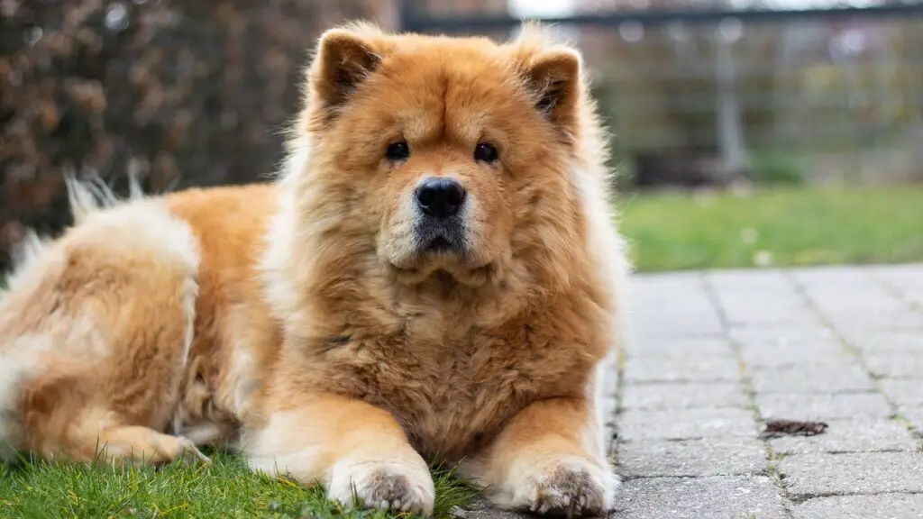 do chow chows bite