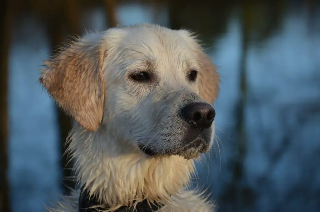 Everything You Need To Know About Watermelon And Dogs