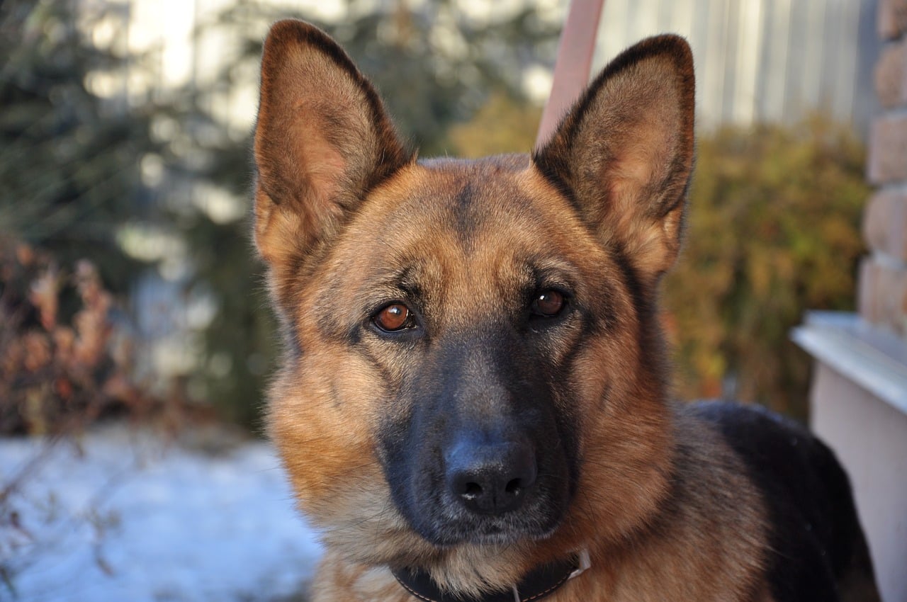 how do you stop a german shepherd from shedding