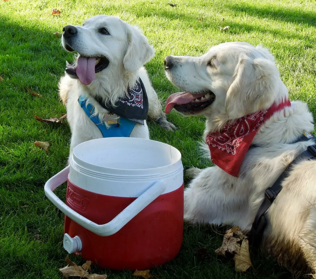 Golden Retrievers Bark