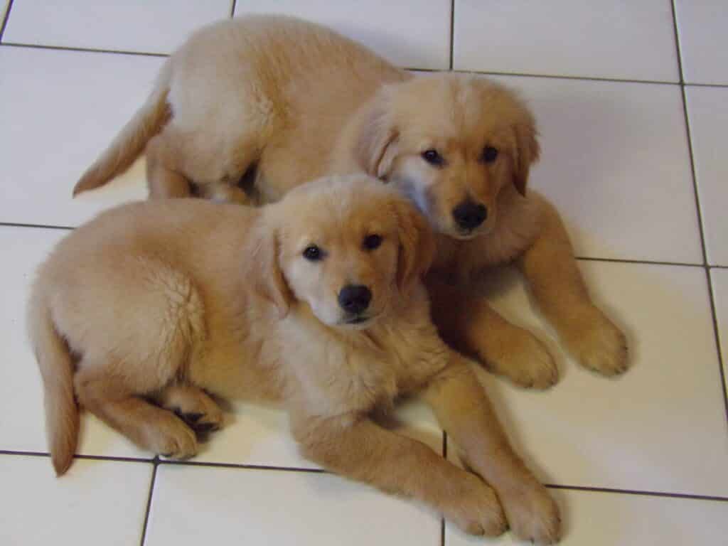 Golden Retrievers Shed