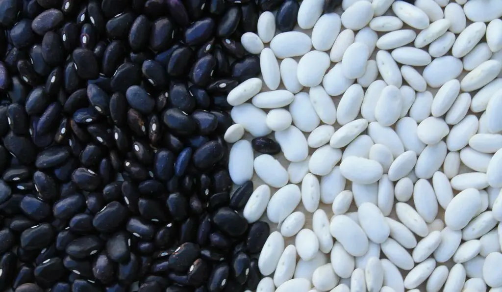 Great Northern Beans