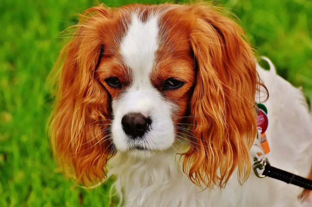 Health Benefits Of Donuts To Pets