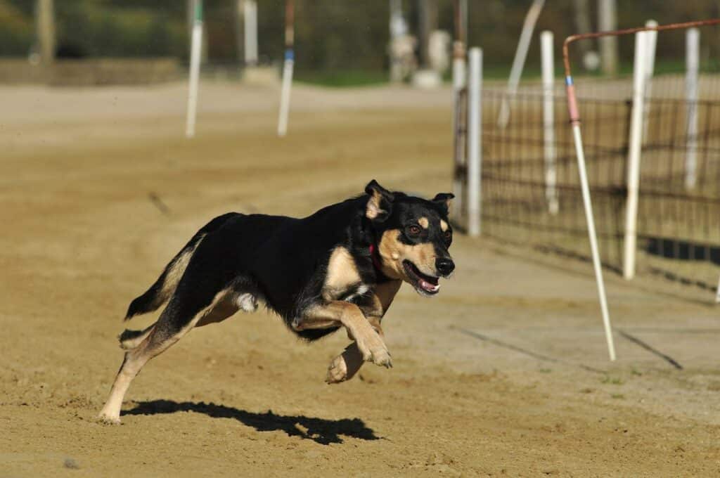 How fast do greyhounds run
