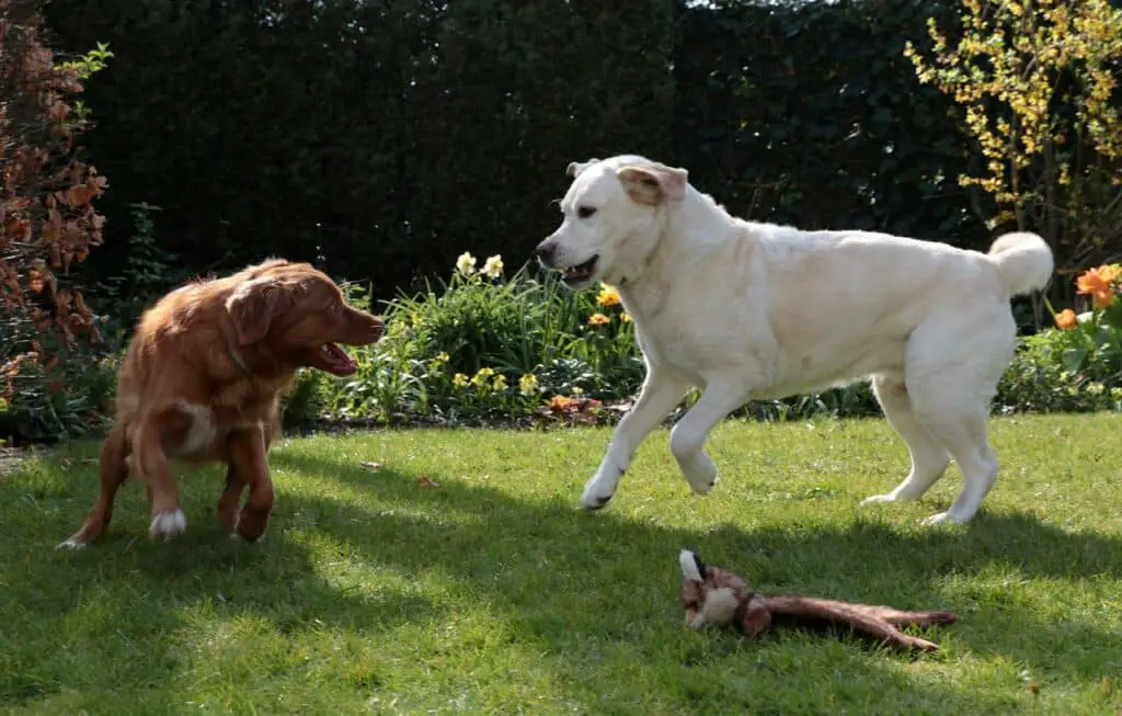 Is Apple Cider Bad For Dogs