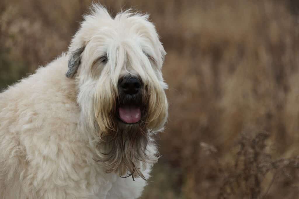 Is Dried Mango Good For Dogs