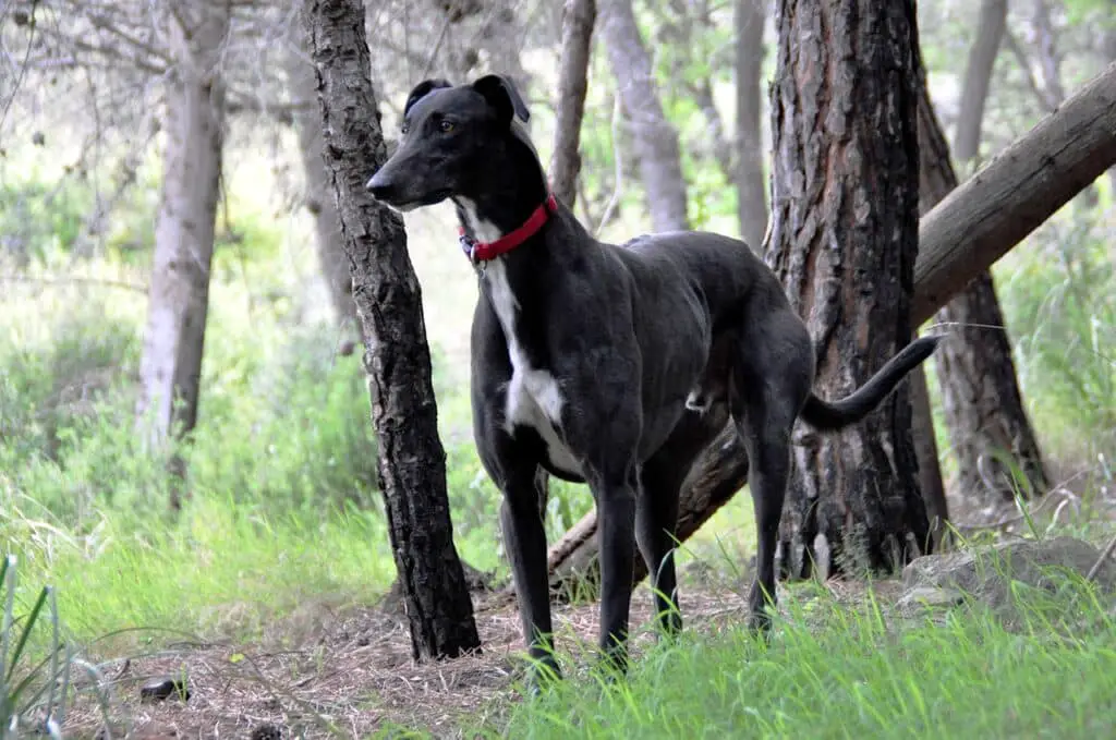 Lamb shank bone for dogs