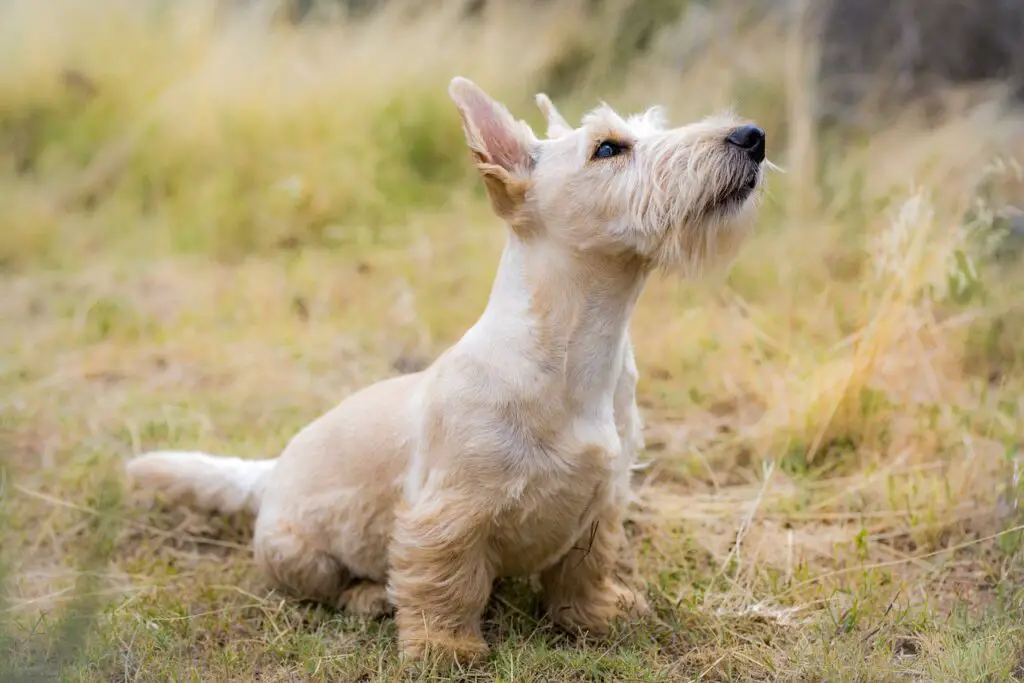 Norwich Terriers