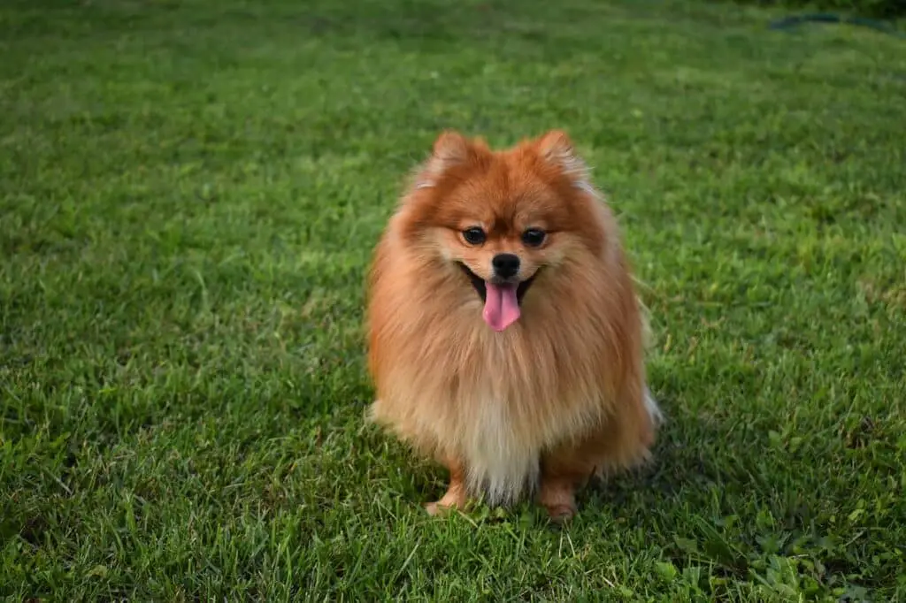 Pomeranians bark