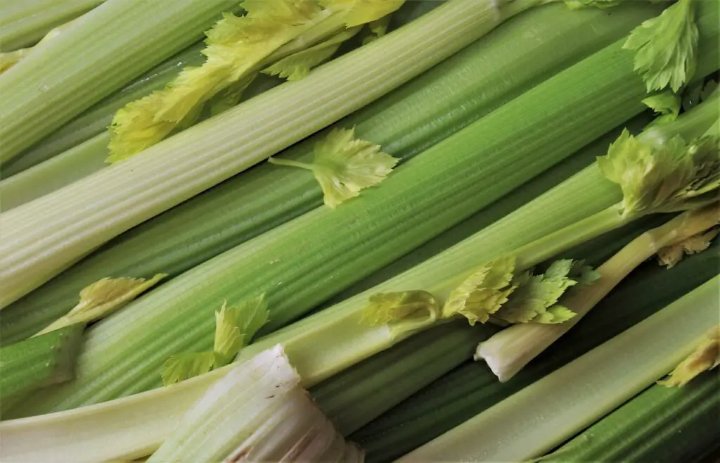 Raw Celery