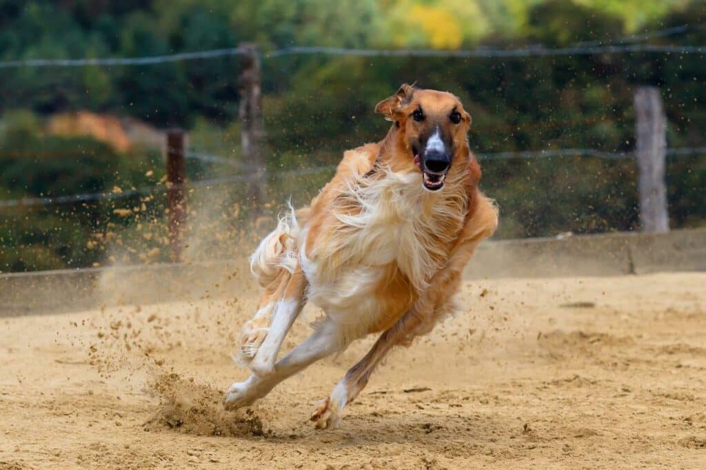 greyhounds run