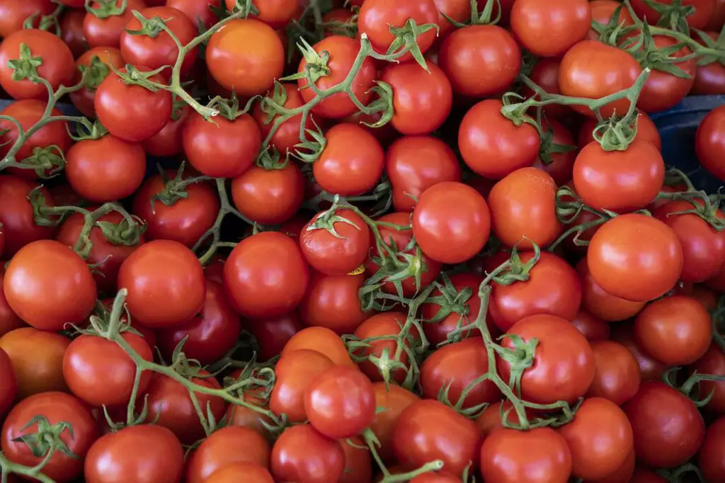 raw tomatoes