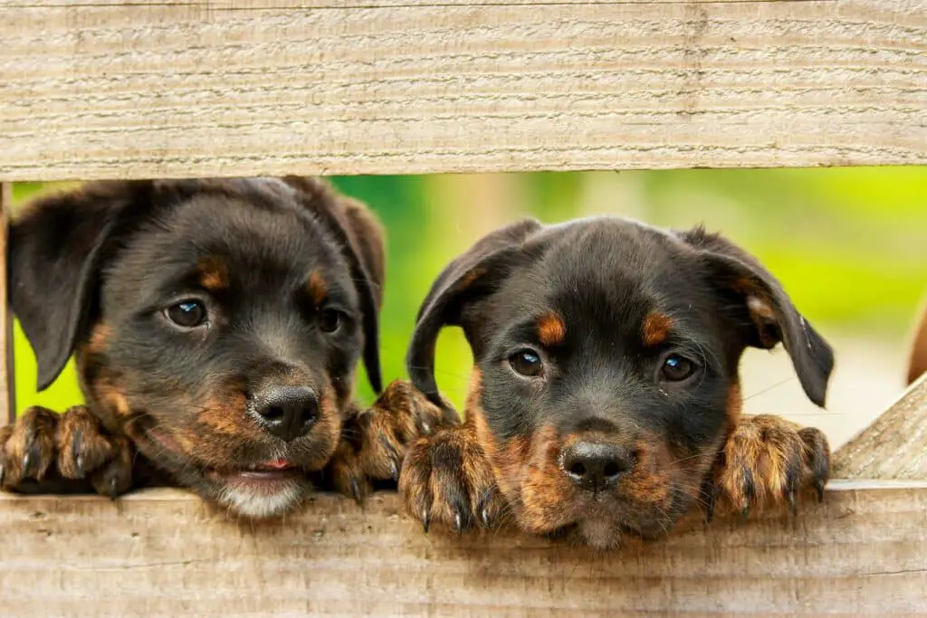 Rottweiler licks my feet