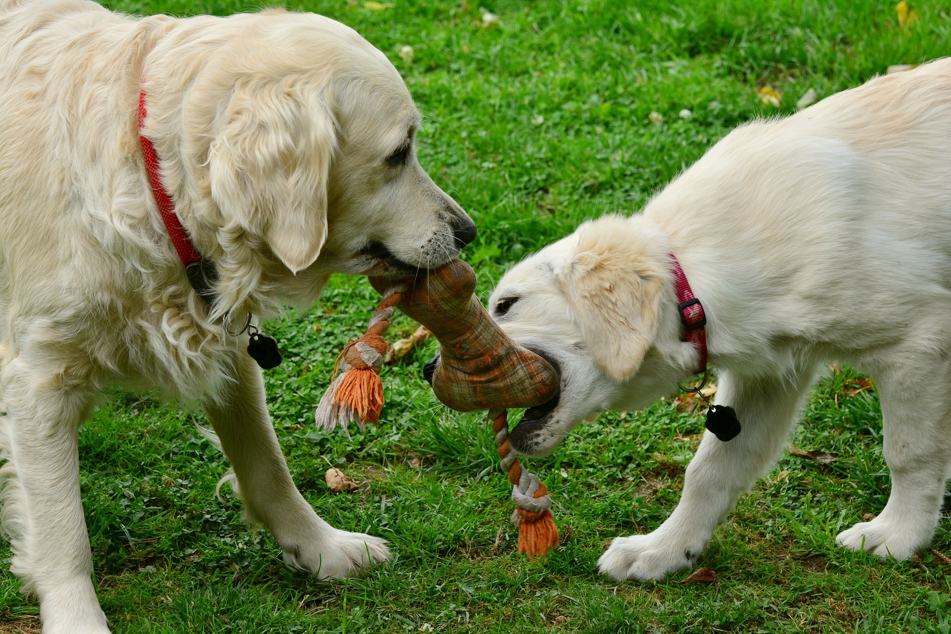 at-what-age-do-dogs-start-humping