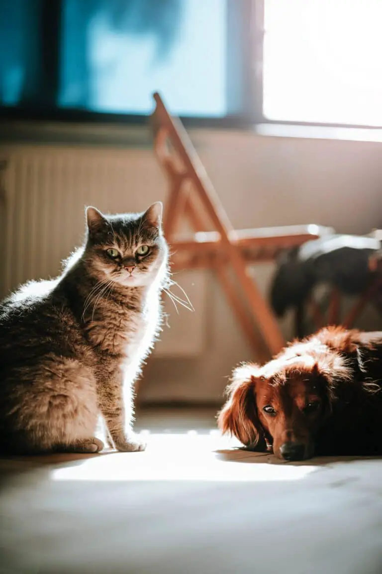 Can A Dog Get A Cat Pregnant