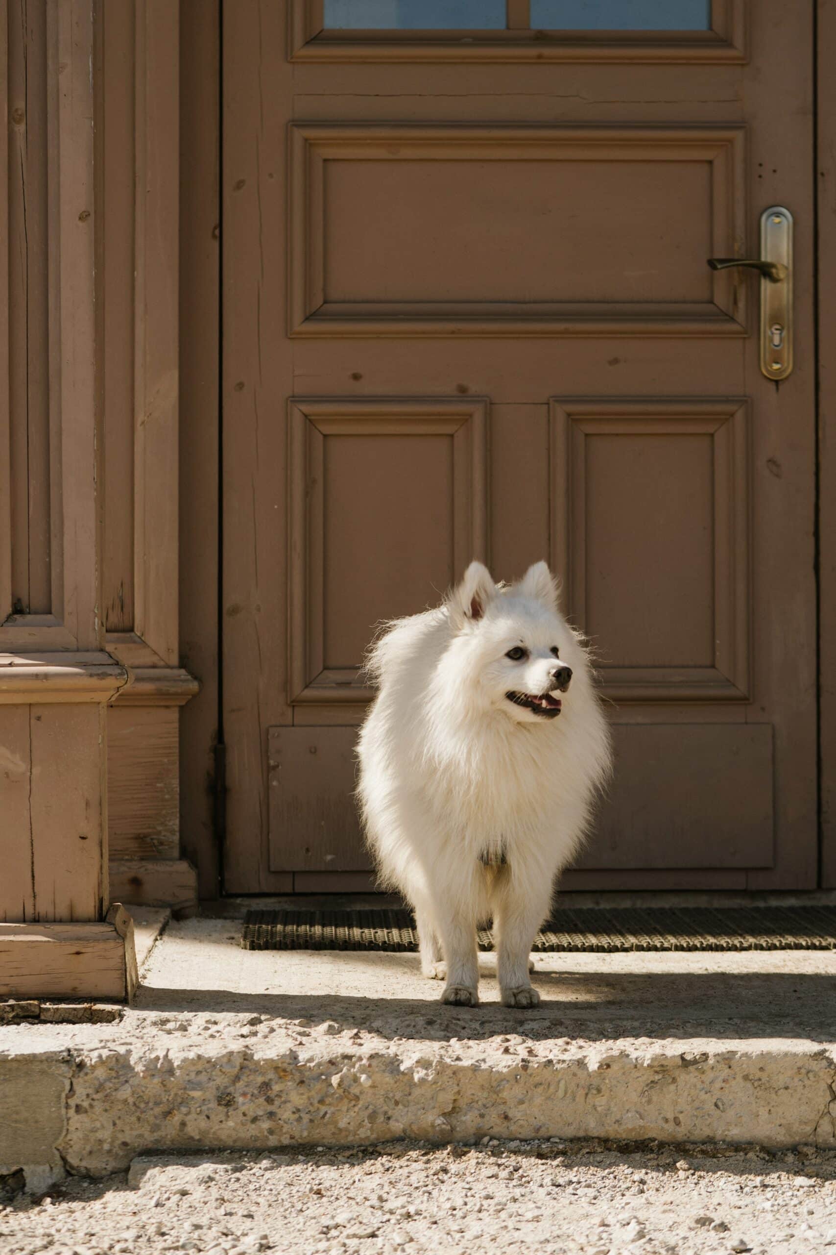 Do Dogs Fur Change As They Get Older